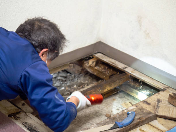 Best Local Mold Removal Service  in Paradise Hills, NM