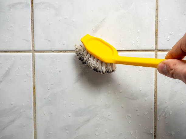 Trusted Paradise Hills, NM Mold Removal Experts