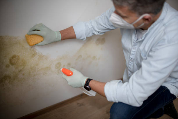 Best Mold Testing  in Paradise Hills, NM