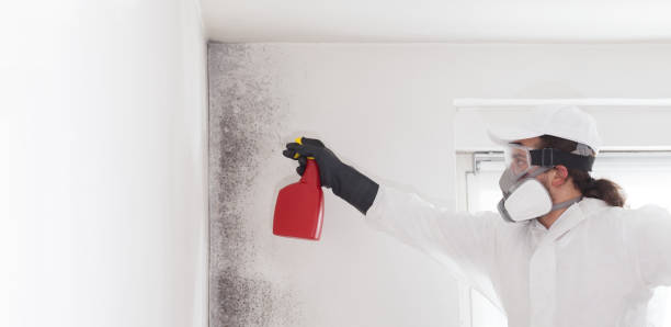 Best Mold Removal and Inspection  in Paradise Hills, NM