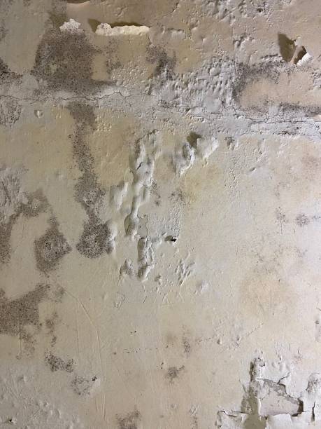 Best Attic Mold Removal  in Paradise Hills, NM