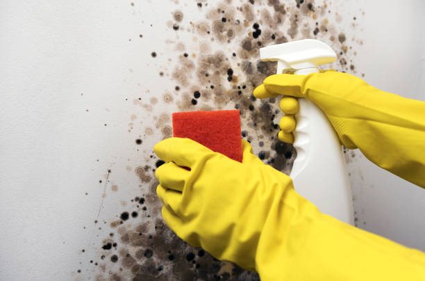Best Certified Mold Removal  in Paradise Hills, NM