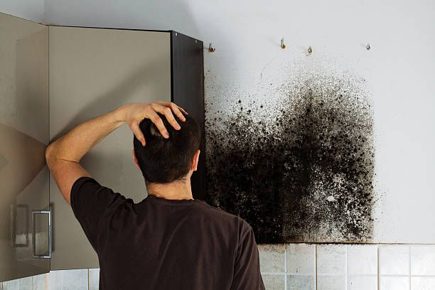 Best Professional Mold Removal  in Paradise Hills, NM