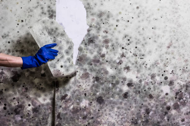 Best Black Mold Removal  in Paradise Hills, NM