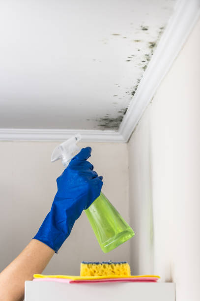 Mold Removal Process in Paradise Hills, NM