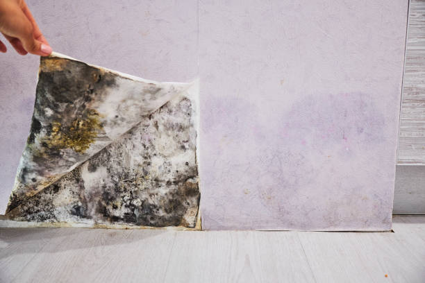 Best Home Mold Removal  in Paradise Hills, NM